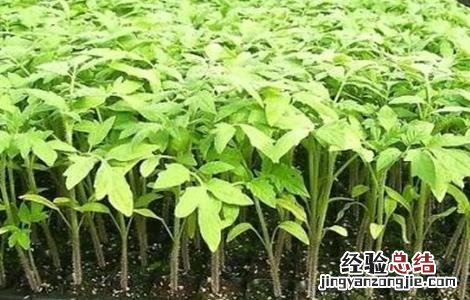 芹菜苗种管理要点是什么 芹菜苗种管理要点
