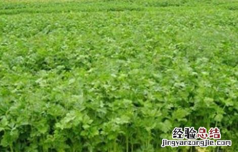 芹菜苗种管理要点是什么 芹菜苗种管理要点
