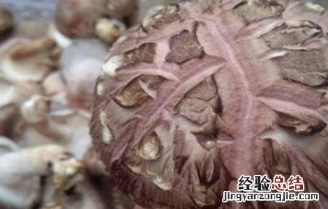 花菇生长需要的条件 花菇的形成条件