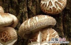 花菇生长需要的条件 花菇的形成条件