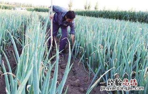 大葱干尖是什么病害 大葱干尖的原因及防治措施