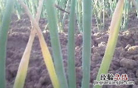 大葱干尖是什么病害 大葱干尖的原因及防治措施