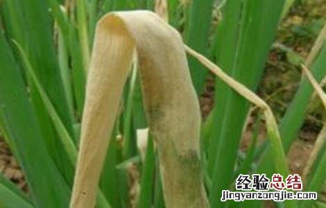 大葱干尖是什么病害 大葱干尖的原因及防治措施