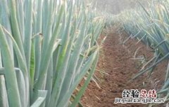 大葱干尖是什么病害 大葱干尖的原因及防治措施