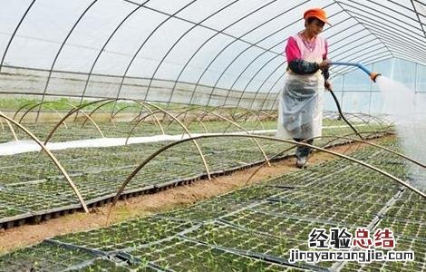大棚蔬菜如何浇水 蔬菜大棚怎么浇水