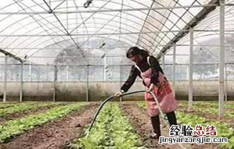 大棚蔬菜如何浇水 蔬菜大棚怎么浇水