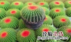 适合长期在室内耐阴的植物 仙人球需要晒太阳吗