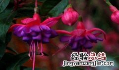 宝莲灯花为什么卷叶子 宝莲灯花为什么卷叶