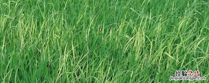 千金子草图片 千金子与稗草区别