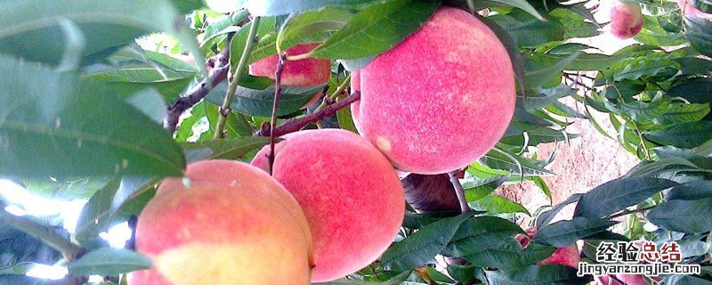十四号桃品种介绍 十四号桃特点