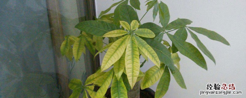 发财树自制肥 发财树花肥制作