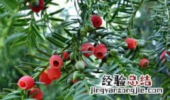 红豆杉公母哪个好 红豆杉公母哪个更好