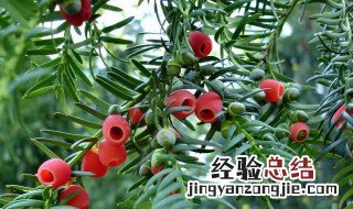 红豆杉公母哪个好 红豆杉公母哪个更好