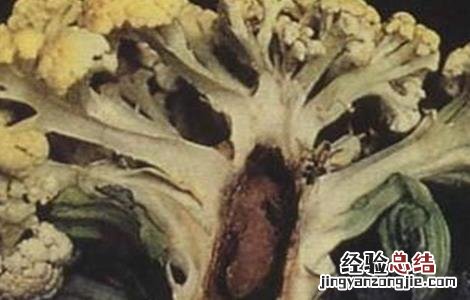 花椰菜缺硼症状及防治措施视频 花椰菜缺硼症状及防治措施