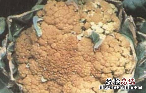 花椰菜缺硼症状及防治措施视频 花椰菜缺硼症状及防治措施