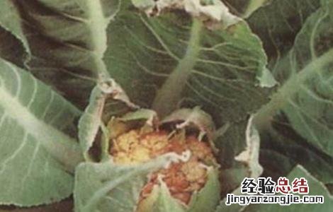 花椰菜缺硼症状及防治措施视频 花椰菜缺硼症状及防治措施