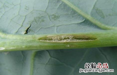 花椰菜缺硼症状及防治措施视频 花椰菜缺硼症状及防治措施