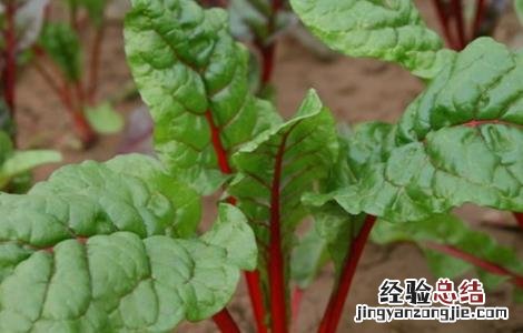 甜菜的施肥方案 甜菜如何科学施肥