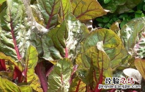 甜菜的施肥方案 甜菜如何科学施肥