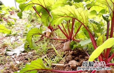 甜菜的施肥方案 甜菜如何科学施肥