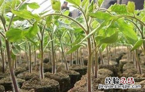 番茄徒长怎么办 番茄徒长造成的花蕾小怎么办