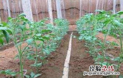 番茄徒长怎么办 番茄徒长造成的花蕾小怎么办