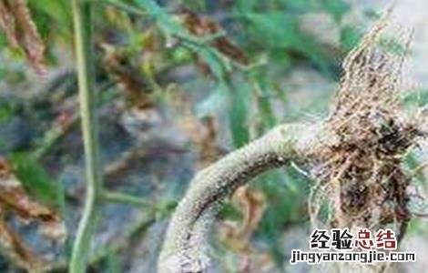 茄子早衰的应对措施 如何预防番茄的早衰