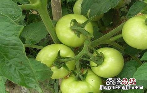 茄子早衰的应对措施 如何预防番茄的早衰