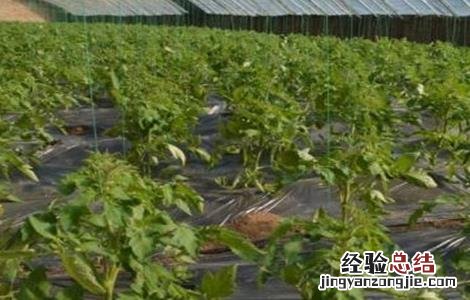 茄子早衰的应对措施 如何预防番茄的早衰