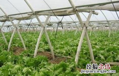 大棚蔬菜发生药害该怎么办啊 大棚蔬菜发生药害该怎么办