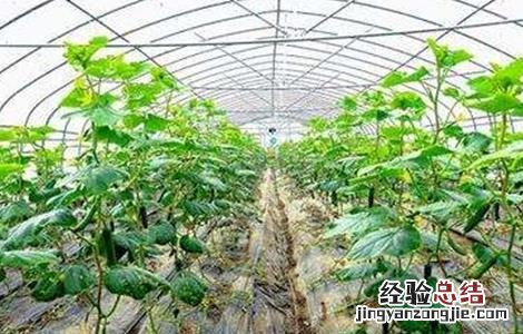 大棚蔬菜发生药害该怎么办啊 大棚蔬菜发生药害该怎么办