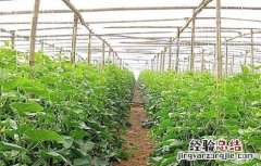 大棚蔬菜发生药害该怎么办啊 大棚蔬菜发生药害该怎么办