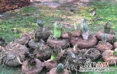 魔芋生长对环境条件的要求 魔芋生长对环境条件的要求是什么