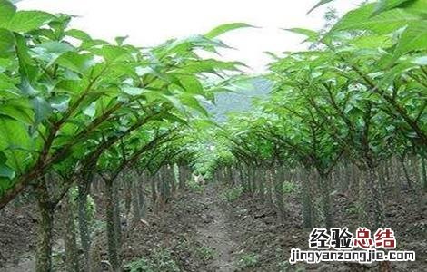 魔芋生长对环境条件的要求 魔芋生长对环境条件的要求是什么