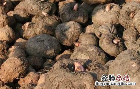 魔芋生长对环境条件的要求 魔芋生长对环境条件的要求是什么