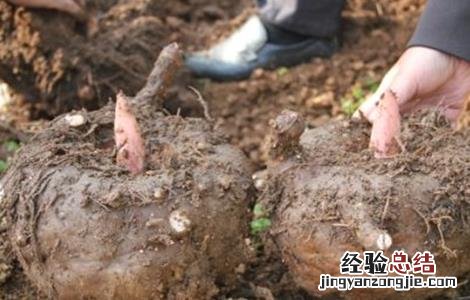 魔芋生长对环境条件的要求 魔芋生长对环境条件的要求是什么