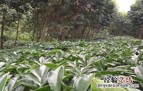 魔芋生长对环境条件的要求 魔芋生长对环境条件的要求是什么