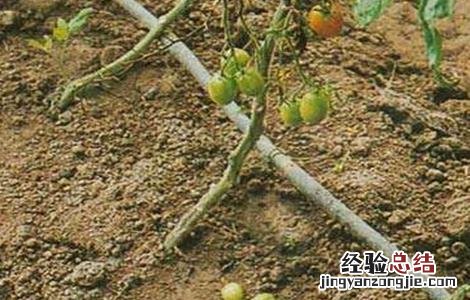 番茄落花落果的原因及防治措施 番茄的落花落果原因及预防措施