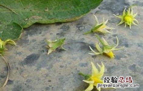 番茄落花落果的原因及防治措施 番茄的落花落果原因及预防措施