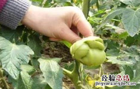番茄落花落果的原因及防治措施 番茄的落花落果原因及预防措施
