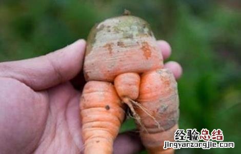 萝卜畸形根的原因及防治方法是什么 萝卜畸形根的原因及防治方法