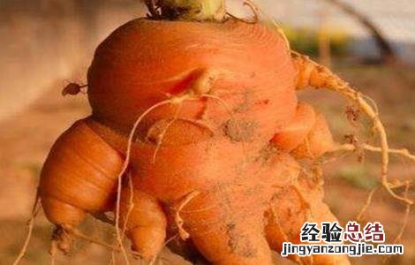 萝卜畸形根的原因及防治方法是什么 萝卜畸形根的原因及防治方法