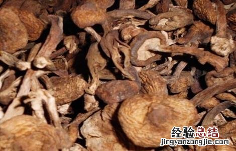 榛蘑的栽培技术 榛蘑的栽培技术与管理