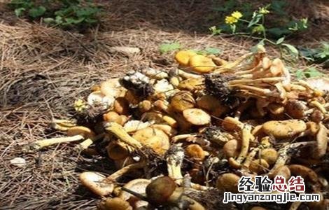 榛蘑的栽培技术 榛蘑的栽培技术与管理