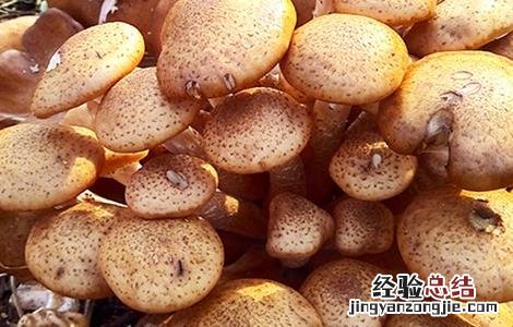 榛蘑的栽培技术 榛蘑的栽培技术与管理