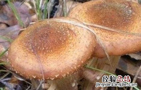 榛蘑的栽培技术 榛蘑的栽培技术与管理