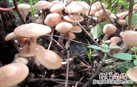 榛蘑的栽培技术 榛蘑的栽培技术与管理