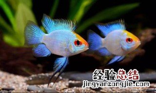荷兰凤凰球好养吗怎么养 荷兰凤凰球好养吗