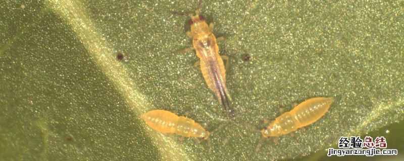 蓟马难防治不住教你几个小妙招,杀虫就要杀干净! 杀蓟马妙招