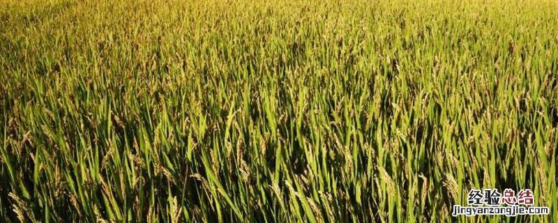 二甲灭草松水稻什么时候用 二甲灭草松水稻什么时候用药